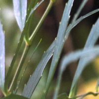 berberis_eurybracteata3md (Berberis eurybracteata)