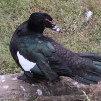 canard_musque_-_cairina_moschata6md (Cairina moschata)