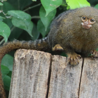 cebuella_pygmaea6md (Cebuella pygmaea)