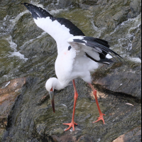 cigogne_maguari_-_ciconia_maguari2md (Ciconia maguari)