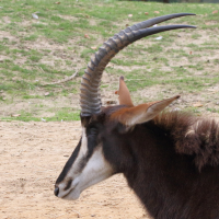 hippotragus_niger5md (Hippotragus niger)