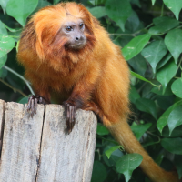 leontopithecus_rosalia4md (Leontopithecus rosalia)