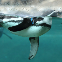 manchot_du_cap_-_sphenioscus_demersus5md (Spheniscus demersus)