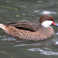 Anas bahamensis (Canard des Bahamas, Pilet des Bahamas)