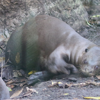pteronura_brasiliensis4md (Pteronura brasiliensis)