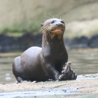 pteronura_brasiliensis5md (Pteronura brasiliensis)