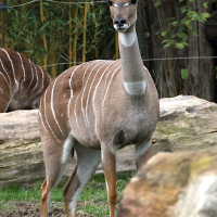 tragelaphus_imberbis5md (Tragelaphus imberbis)