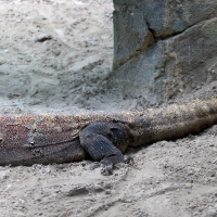 varanus_komodensis2md (Varanus komodensis)