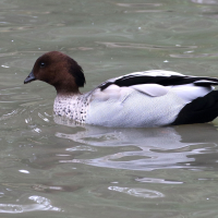 canard_a_criniere_-_chenonetta_jubata4md (Chenonetta jubata)