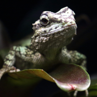 Diploderma splendidum (Japalure splendide, Dragon des arbres à rayures vertes)