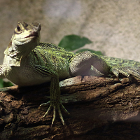 hydrosaurus_pustulatus2md (Hydrosaurus pustulatus)