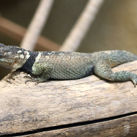sceloporus_cyanogenys2md (Sceloporus cyanogenys)