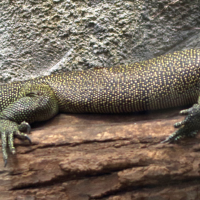 Varanus indicus (Varan du Pacifique, Varan des mangroves)
