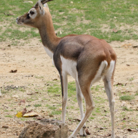Antilope cervicapra (Antilope cervicapre)