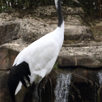 grus_japonensis3md (Grus japonensis)