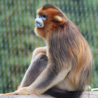 rhinopithecus_roxellana3md (Rhinopithecus roxellana)