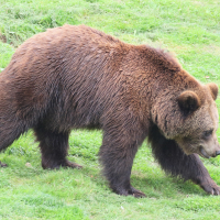 ursus_arctos4md (Ursus arctos)