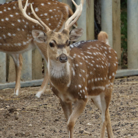 Axis axis (Cerf axis, Chital)