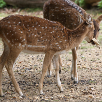 axis_axis2md (Axis axis)