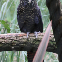 Calyptorhynchus banksii (Cacatoès de Banks)