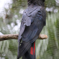 cacatoes_de_banks_-_calyptorhynchus_banksii2md (Calyptorhynchus banksii)