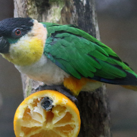 caique_manipourri_-_pionites_melanocephalus2md (Pionites melanocephalus)