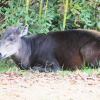Cephalophus silvicultor (Céphalophe à dos jaune)