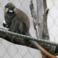 Cercopithecus cephus (Moustac, Cercopithèque de Buffon)