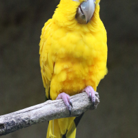 conure_doree_-_guaruba_guarouba2md (Guaruba guarouba)