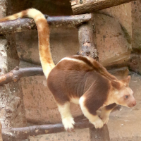 dendrolagus_goofellowi1md (Dendrolagus goodfellowi)