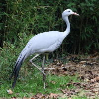 Grus paradisea (Grue de paradis)
