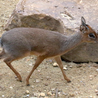 madoqua_quirkii3md (Madoqua kirkii)