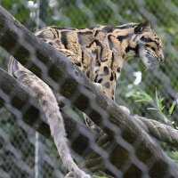 neofelis_nebulosa3md (Neofelis nebulosa)