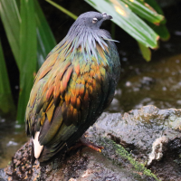 Caloenas nicobarica (Pigeon de Nicobar, Nicobar à camail)