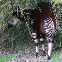 Okapia johnstoni (Okapi)