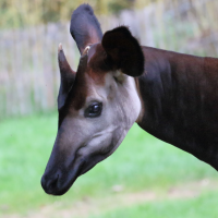 okapia_johnstoni6md (Okapia johnstoni)