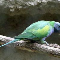 perruche_de_derby_-_psittacula_derbiana1md (Psittacula derbiana)