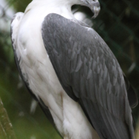 pygargue_blagre_-_halaeetus_leucogaster2md (Haliaeetus leucogaster)