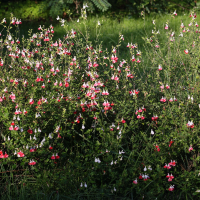 salvia_microphylla1md (Salvia microphylla)