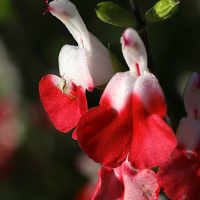 salvia_microphylla2md (Salvia microphylla)