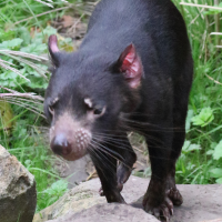 sarcophilus_harrisii1md (Sarcophilus harrisii)