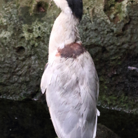 savacou_huppe_-_cochlearius_cochlearius6md (Cochlearius cochlearius)