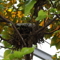 savacou_huppe_-_cochlearius_cochlearius7md (Cochlearius cochlearius)