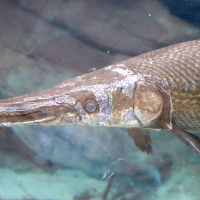 atractosteus_spatula4md (Atractosteus spatula)