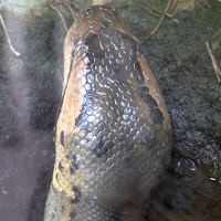 eunectes_murinus2md (Eunectes murinus)