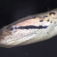 eunectes_murinus4bd (Eunectes murinus)