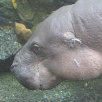 hexaprotodon_liberiensis4md (Hexaprotodon liberiensis)
