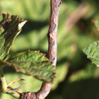 hypomecis_punctinalis_ch1md (Hypomecis punctinalis)