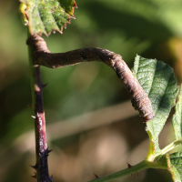 hypomecis_punctinalis_ch2md (Hypomecis punctinalis)