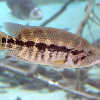 Parachromis bovii (Cichlidé loup, Guapote)